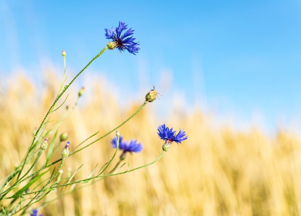 The Best Trails for Wildflower Viewing in Yosemite